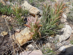 Castilleja sessiliflora