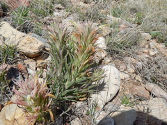 Castilleja sessiliflora