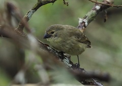 Camarhynchus parvulus