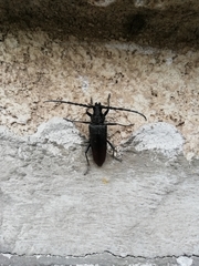 Cerambyx nodulosus