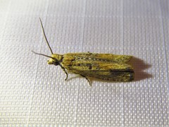 Bactra verutana