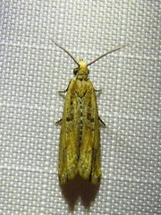 Bactra verutana