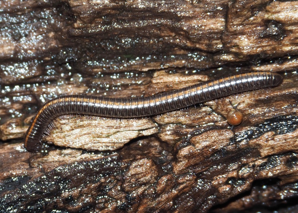 Nanostreptus geayi