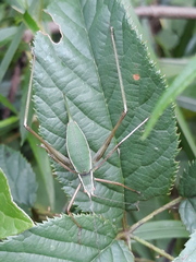 Tettigoniidae