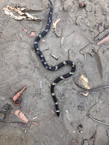 Photo of a Black-banded Cat-eyed Snake (Leptodeira nigrofasciata)