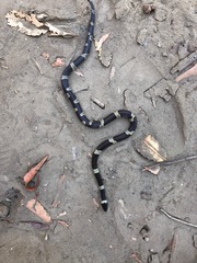 Leptodeira nigrofasciata