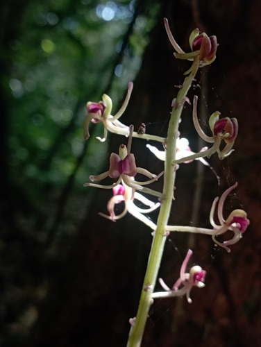Image of Liparis gigantea by (c) jimmy, some rights reserved (CC BY)
