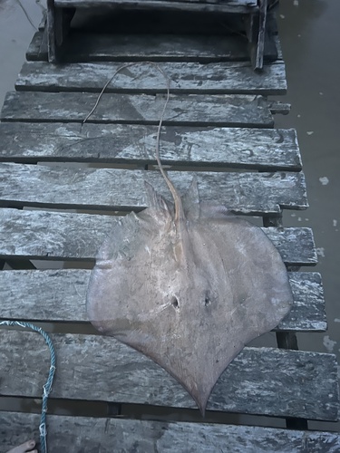 Sharpsnout stingray (Fontitrygon geijskesi) — Dasyatidae — 4