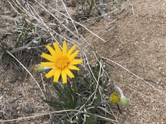 Tetraneuris argentea