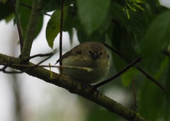 Camarhynchus parvulus