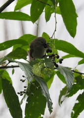 Camarhynchus parvulus