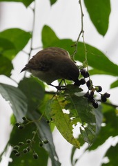 Camarhynchus parvulus