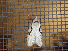 Semioscopis packardella