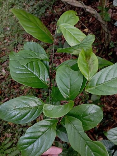 Image of Maesa japonica by (c) jimmy, some rights reserved (CC BY)