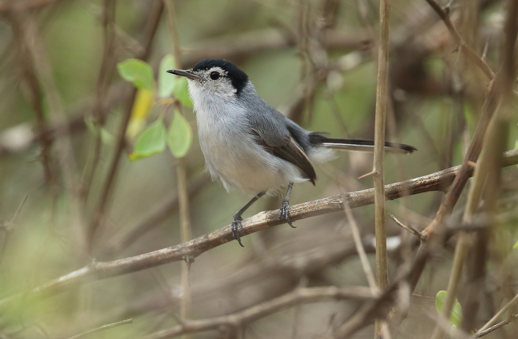 White-browed Gnatcatcher photo