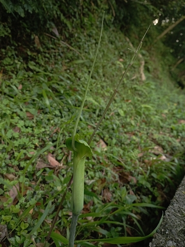 Image of Arisaema heterophyllum by (c) jimmy, some rights reserved (CC BY)