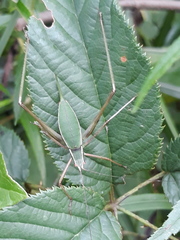 Tettigoniidae