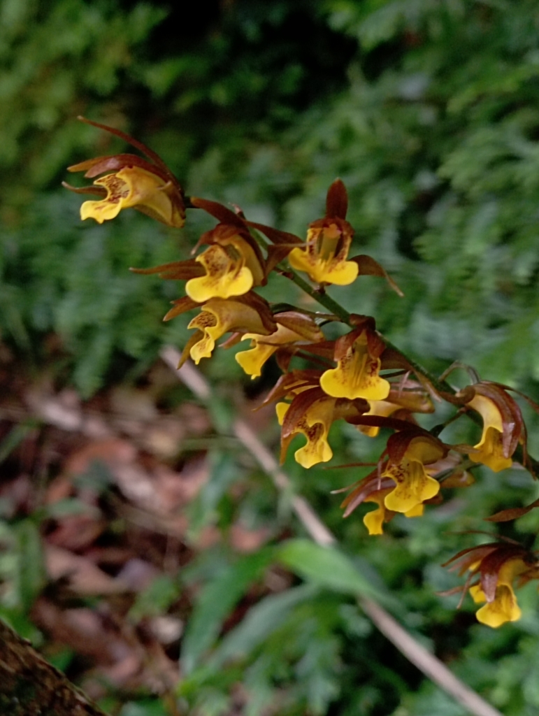 Tainia dunnii