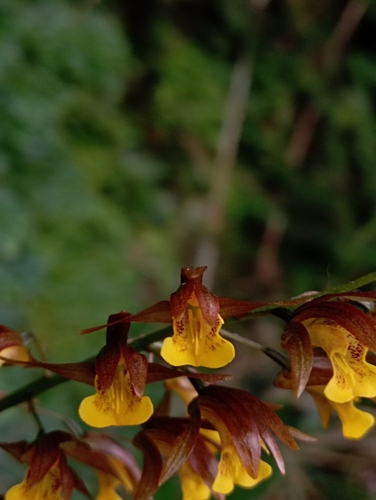 Dunn's Tainia (Tainia dunnii)