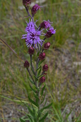 Liatris ligulistylis