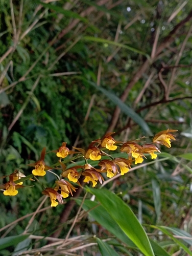 Tainia dunnii, photograph 3