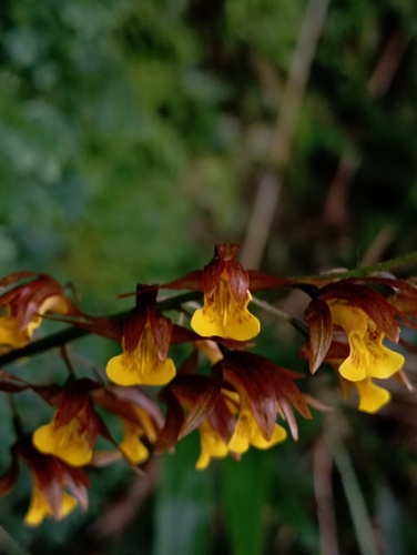 Tainia dunnii, photograph 5