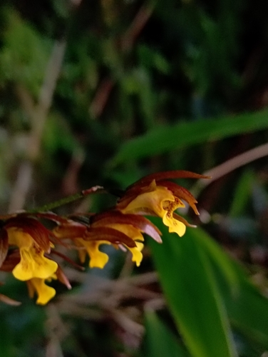 Tainia dunnii, photograph 6