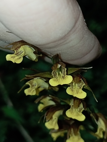 Image of Tainia dunnii by (c) jimmy, some rights reserved (CC BY)