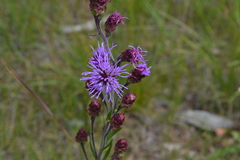Liatris ligulistylis