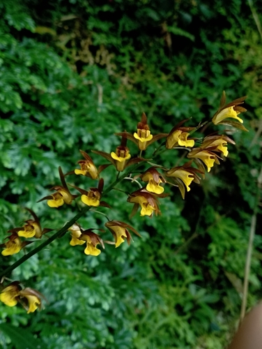 Image of Tainia dunnii by (c) jimmy, some rights reserved (CC BY)
