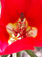 Phthiriinae