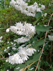 Deutzia scabra