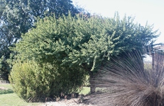 Vachellia tortuosa