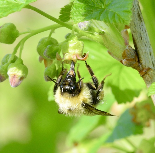 Half-black Bumble Bee photo 4