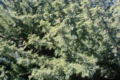 Vachellia tortuosa