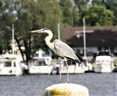 Ardea cinerea