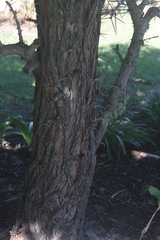 Vachellia tortuosa