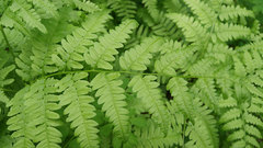 Pteridium latiusculum japonicum