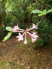 Rhododendron colemanii
