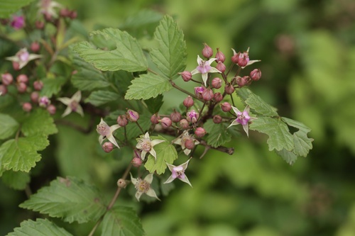 Korean Bramble (Rubus coreanus)