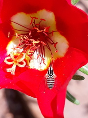 Phthiriinae