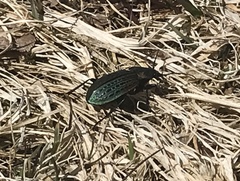 Carabus maeander