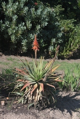 Aloe glauca