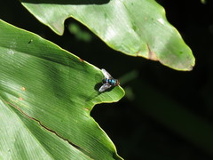 Chrysomya chloropyga