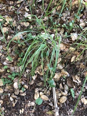 Anthoxanthum occidentale