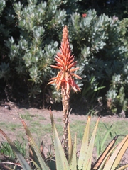 Aloe glauca