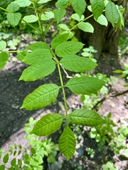 Frêne commun (Fraxinus excelsior) — photo 3