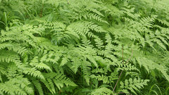 Pteridium latiusculum japonicum