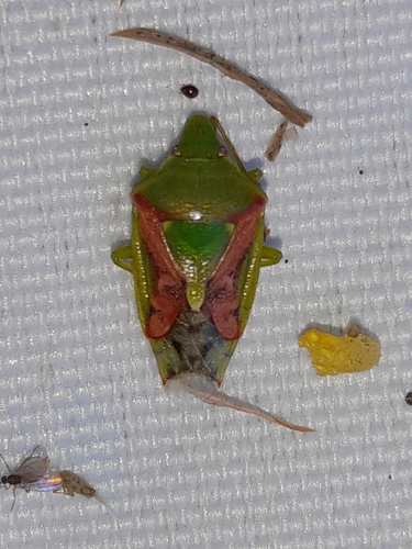 Cyphostethus tristriatus