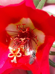 Phthiriinae